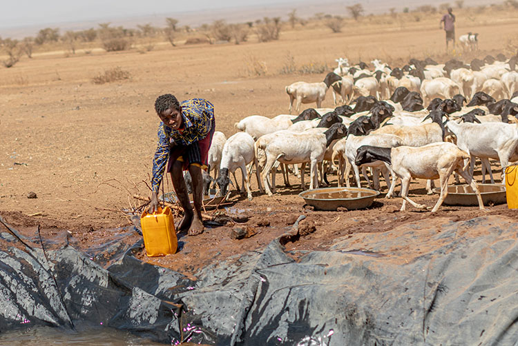 Ganado sequía en Cuerno de África