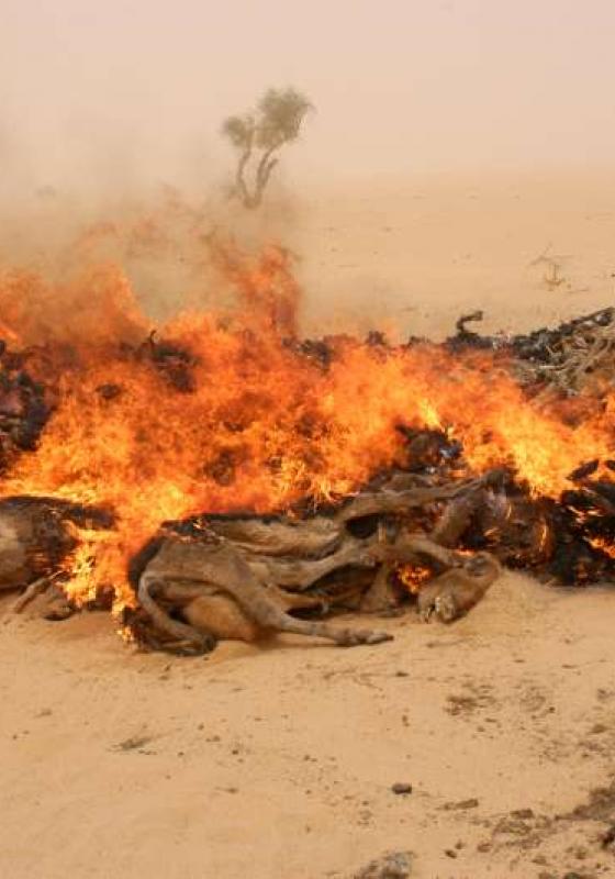 restos de animales quemándose