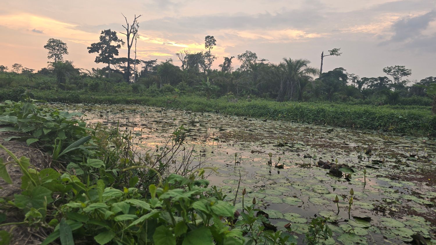 estanque en congo