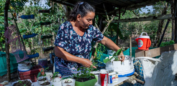 Proyecto en Panamá de cultivos para refugiados