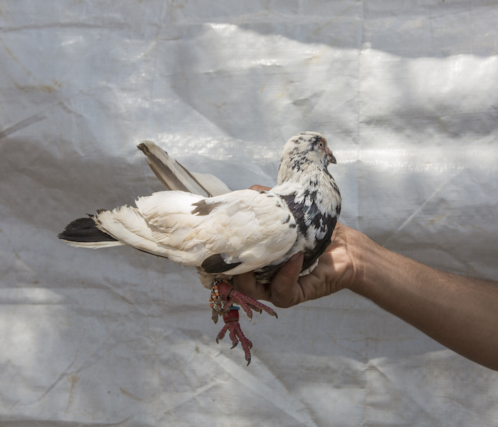 Pájaro del criador de pájaros de Libia