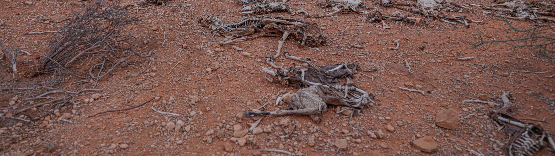 ¿Qué es la desertificación y a qué se debe?