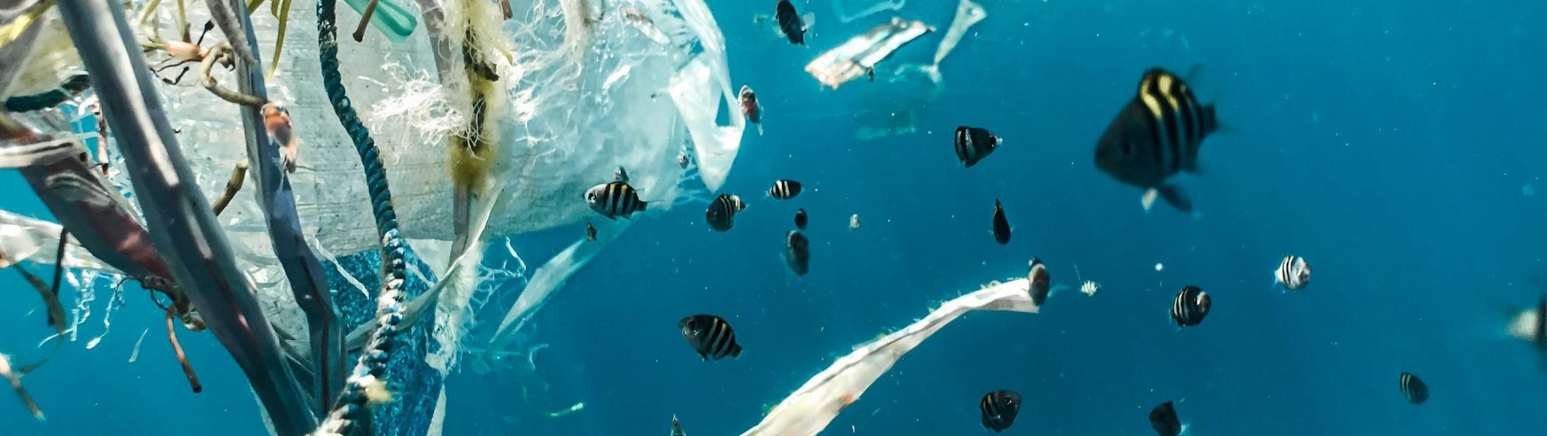 Día Mundial del Medio Ambiente: ¿qué se celebra?
