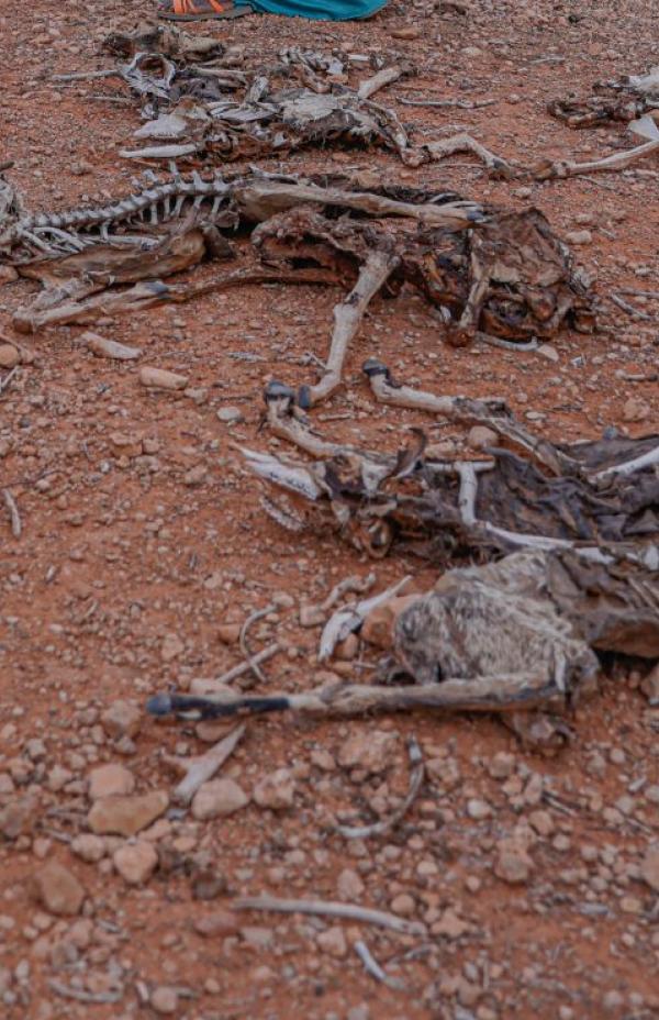 ¿Qué es la desertificación y a qué se debe?