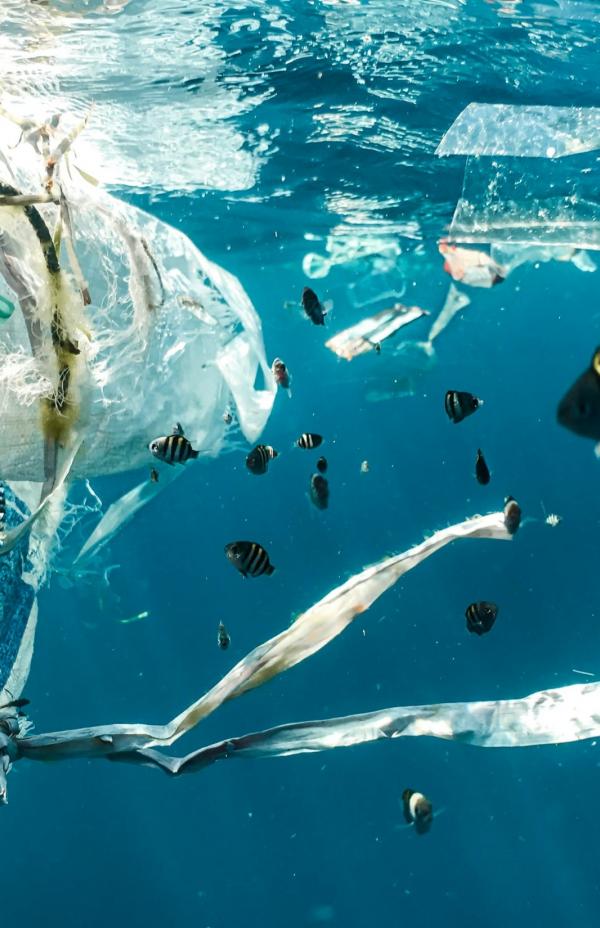 Día Mundial del Medio Ambiente: ¿qué se celebra?
