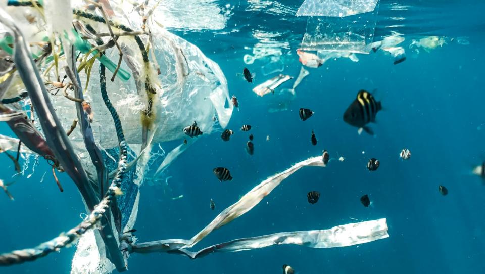 Día Mundial del Medio Ambiente: ¿qué se celebra?